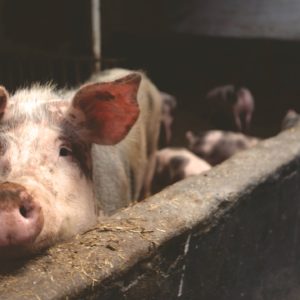 Curso online de bienestar animal en explotaciones ganaderas