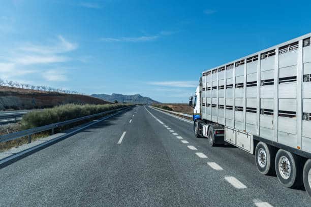 Curso online de bienestar animal en el transporte de animales vivos (20 horas)