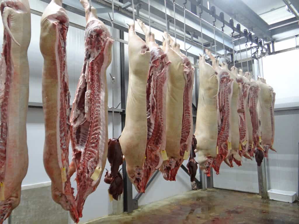 Curso bienetar animal en mataderos