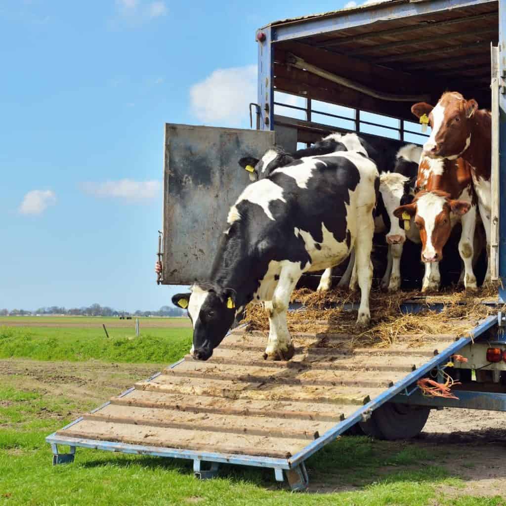 bienestar animal en el transporte