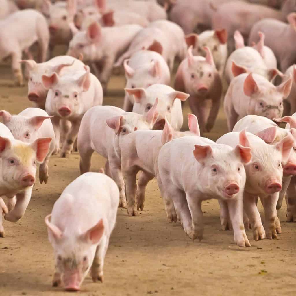 mejor curso de ganadería porcina